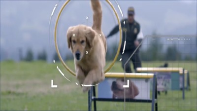 Capacitación para promover el cuidado de los caninos que prestan servicios de vigilancia y seguridad privada - A cargo de la Escuela de Guías y Adiestramiento Canino de la Policía Nacional